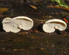 Panellus pusillus