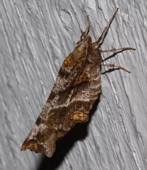 Selenia alciphearia