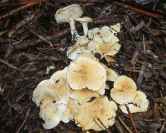 Leucopaxillus eucalyptorum