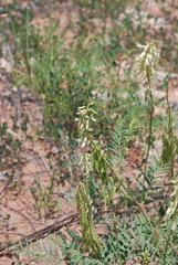 Astragalus racemosus