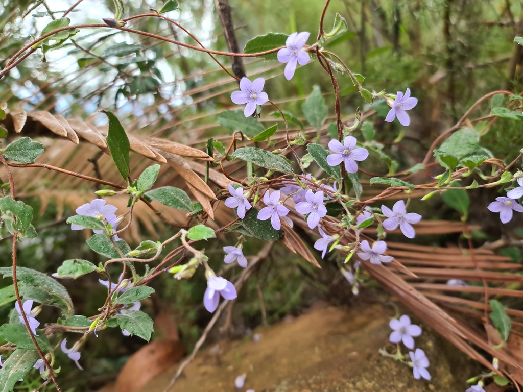 Marianthus tenuis