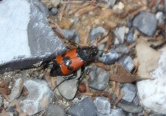 Nicrophorus olidus