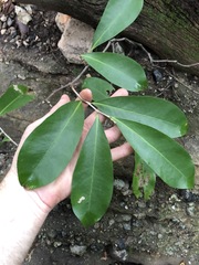 Siphonodon australis