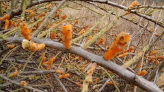 Pereskiopsis diguetii