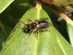 Andrena