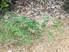 Hosackia crassifolia