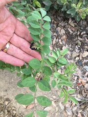 Hosackia crassifolia