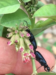 Hosackia crassifolia
