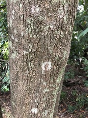 Siphonodon australis