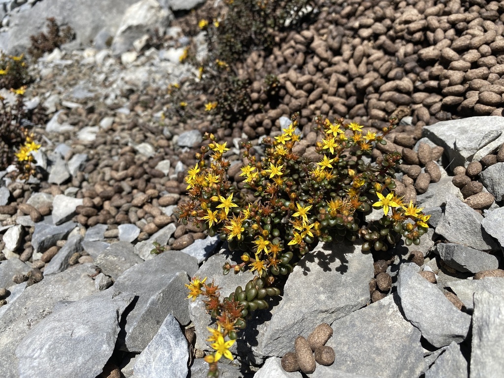 Sedum tarokoense