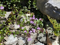 Clinopodium laxiflorum