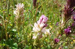 Castilleja densiflora densiflora