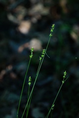 Carex retroflexa