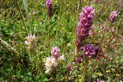 Castilleja densiflora densiflora