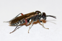 Macrophya punctumalbum