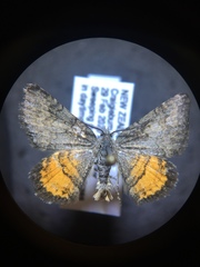 Paranotoreas brephosata