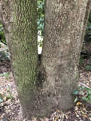 Siphonodon australis