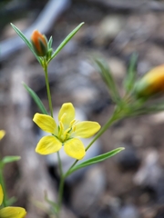 Hesperolinon breweri