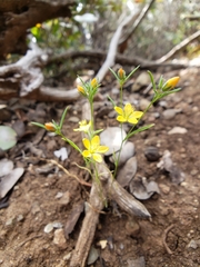 Hesperolinon breweri