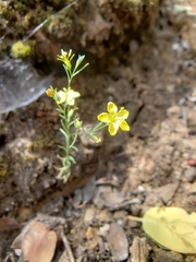 Hesperolinon breweri