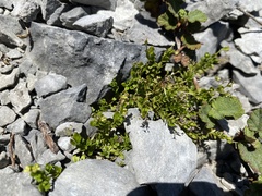 Galium tarokoense