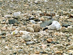 Recurvirostra americana