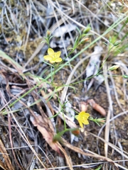 Hesperolinon breweri