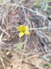 Hesperolinon breweri