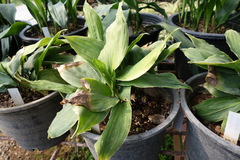 Aspidistra