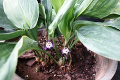 Aspidistra