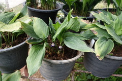 Aspidistra