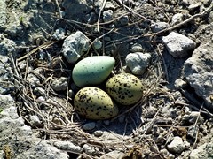 Recurvirostra americana