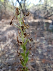 Platanthera transversa