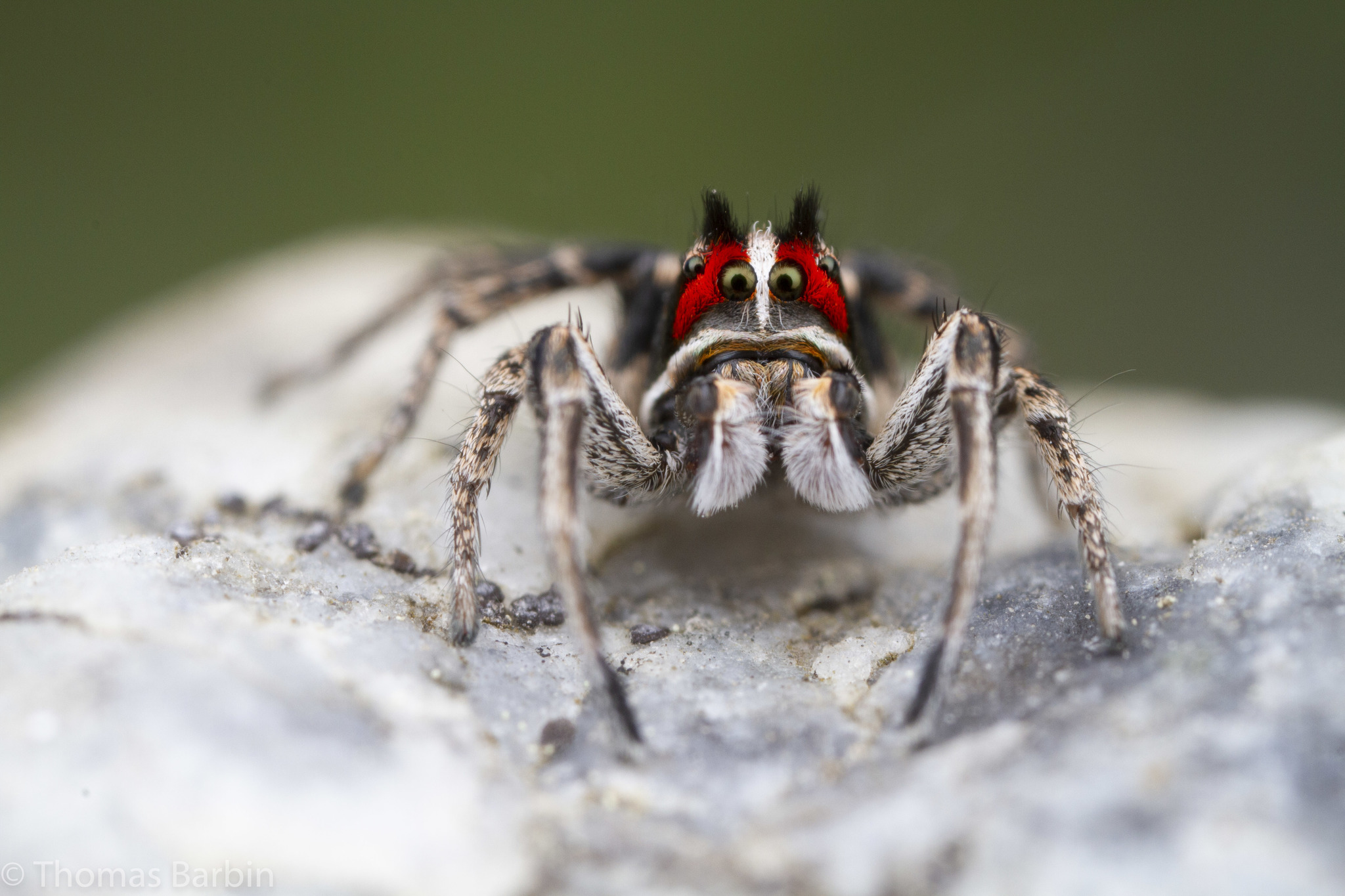 Paradise jumping spider sighted for the first time in Indiana