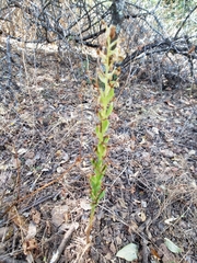 Platanthera transversa