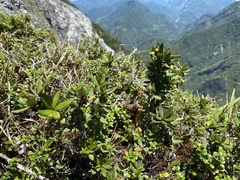 Berberis tarokoensis