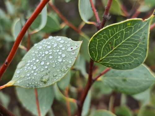 Image of Hakea petiolaris by (c) Cal Wood, some rights reserved (CC BY)