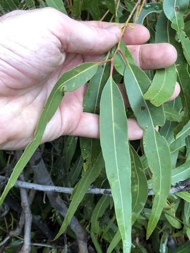 Corymbia citriodora
