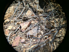 Aspidoscelis scalaris