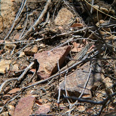 Aspidoscelis scalaris