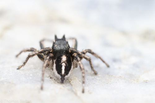 Habronattus sansoni
