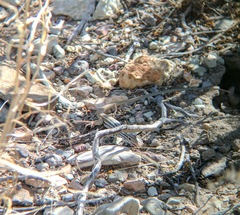 Aspidoscelis scalaris