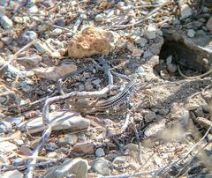 Aspidoscelis scalaris