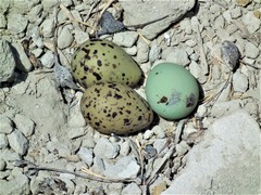 Recurvirostra americana