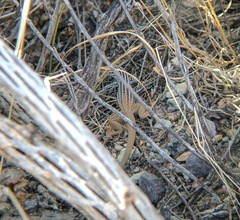 Aspidoscelis scalaris