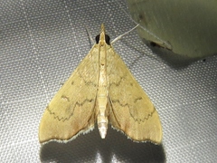 Sericoplaga externalis