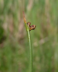 Schoenoplectus americanus