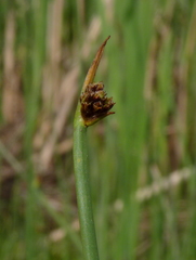 Schoenoplectus americanus