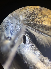 Paranotoreas brephosata