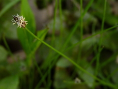 Eleocharis tenuis
